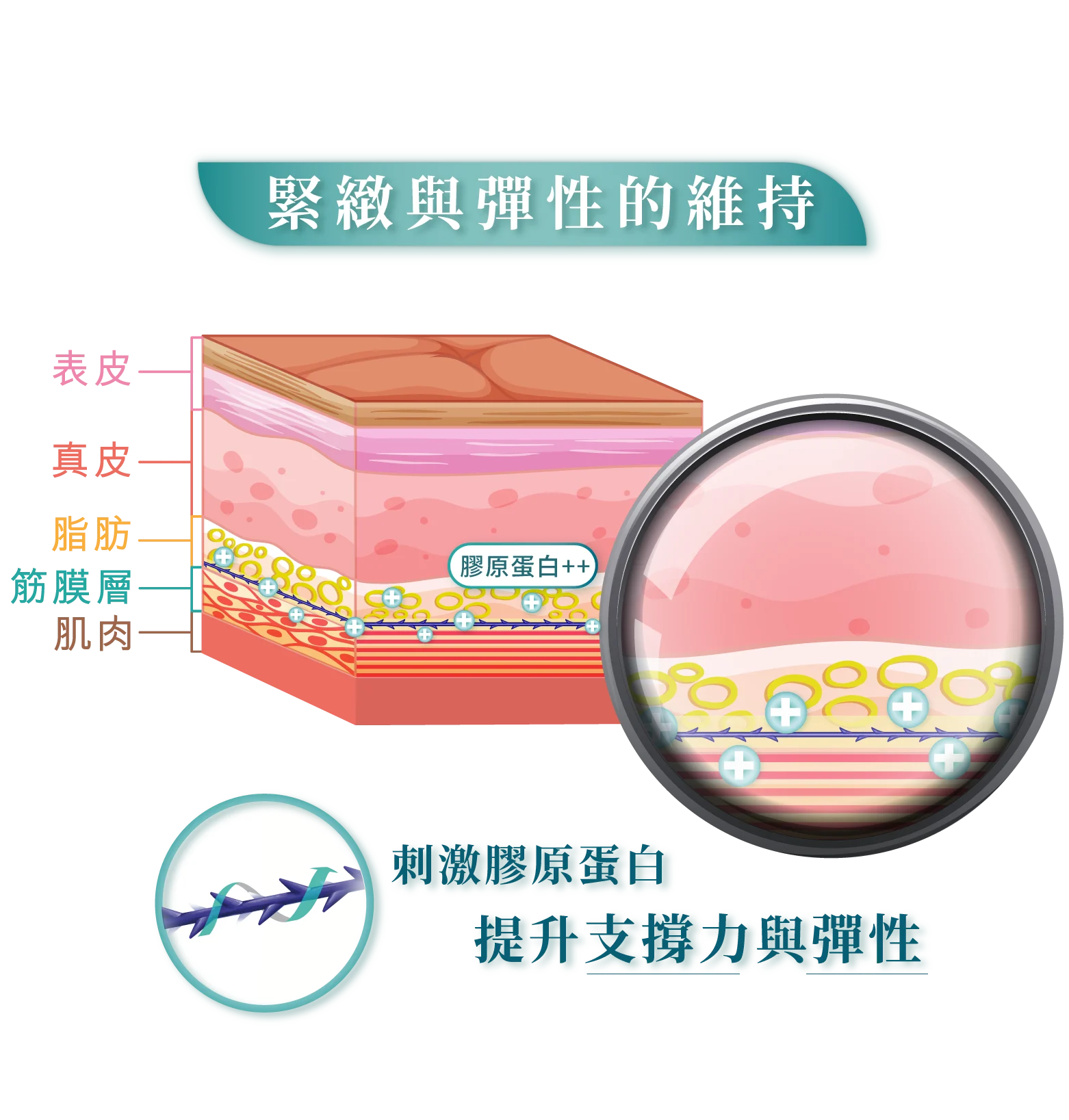 皮膚層 產品分頁 皮膚層 產品分頁